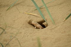 Phrynocephalus mystaceus