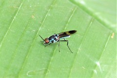 Eudmeta marginata