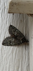 Hydriomena transfigurata