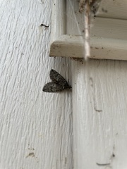 Hydriomena transfigurata