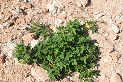 Trigonella esculenta