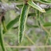 Malpighia linearis - Photo (c) Kristin A. Bakkegard, some rights reserved (CC BY-NC), uploaded by Kristin A. Bakkegard