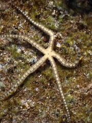 Ophiocoma scolopendrina