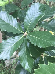 Quercus aliena