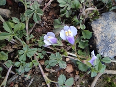 Mazus miquelii