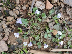 Mazus miquelii
