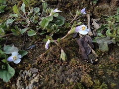 Mazus miquelii