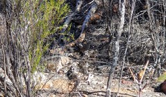 Drymodes brunneopygia