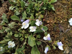 Mazus miquelii