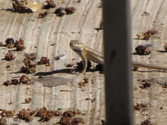 Sceloporus edbelli