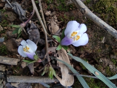 Mazus miquelii