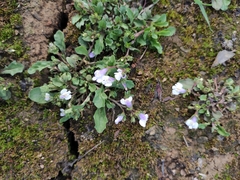 Mazus miquelii