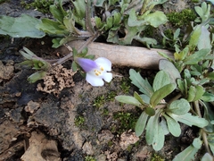 Mazus miquelii