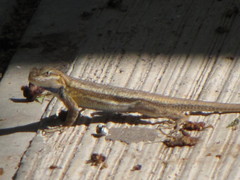 Sceloporus edbelli