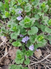Glechoma hederacea