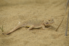 Phrynocephalus mystaceus