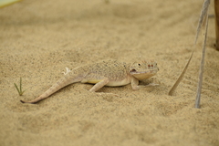 Phrynocephalus mystaceus