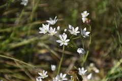 Allium subhirsutum