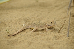 Phrynocephalus mystaceus