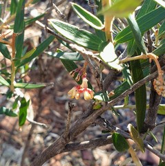 Grevillea aspera
