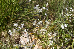 Allium subhirsutum