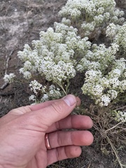 Lepidium papilliferum