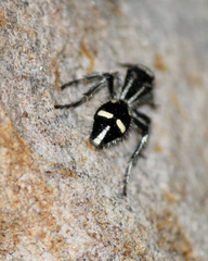 Traumatomutilla indica