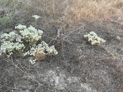 Lepidium papilliferum