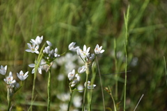 Allium subhirsutum