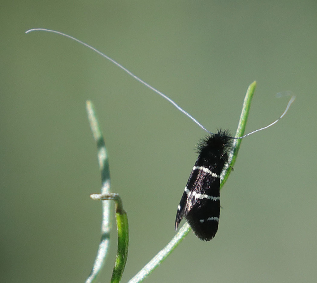 Fairy Moths