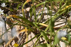 Allium subhirsutum