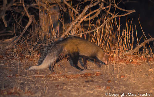 White-tailed Mongoose