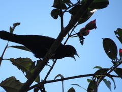Cacicus chrysonotus