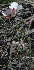 Calochortus simulans