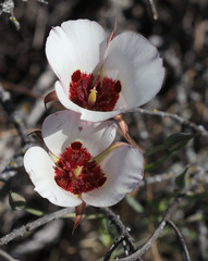 Calochortus simulans