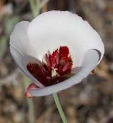 Calochortus simulans
