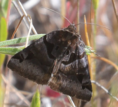 Euclidia ardita