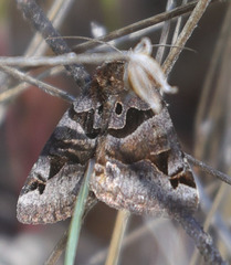 Euclidia ardita