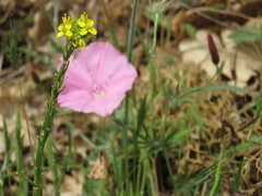 Convolvulus althaeoides tenuissimus