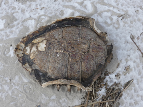 Loggerhead Sea Turtle photographed in Delaware