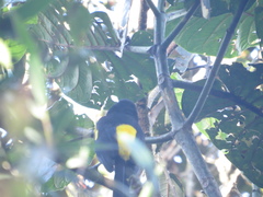Cacicus chrysonotus