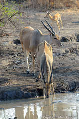 Tragelaphus oryx livingstonii