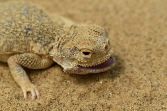 Phrynocephalus mystaceus