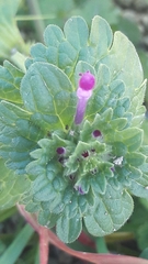 Lamium amplexicaule
