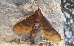 Indogrammodes pectinicornalis