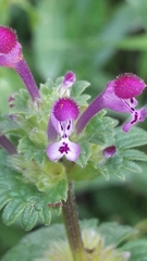 Lamium amplexicaule
