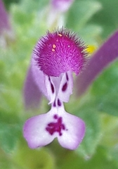 Lamium amplexicaule