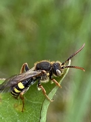 Nomada goodeniana