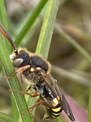 Nomada goodeniana