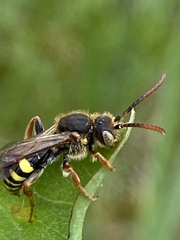 Nomada goodeniana